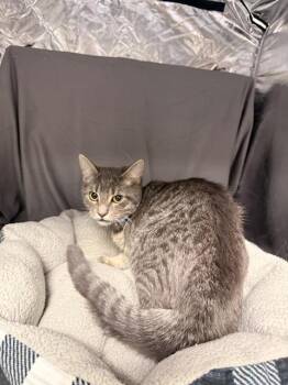 ELVIS -  Domestic Short Hair Cat for Adoption in Grovetown, Georgia - ELVIS | PetCurious