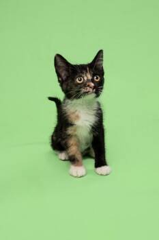 Centrifuge -  Domestic Short Hair Cat for Adoption in Fort Worth, Texas - Centrifuge | PetCurious