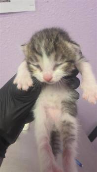 61460350 -  Domestic Short Hair Cat for Adoption in El Paso, Texas - 61460350 | PetCurious