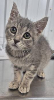 ApricotMarmalade -  Domestic Short Hair Cat for Adoption in Simcoe, Ontario - ApricotMarmalade | PetCurious