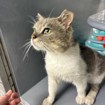 Fluffy Bunny -  Domestic Short Hair Cat for Adoption in Shelbyville, Indiana - Fluffy Bunny | PetCurious
