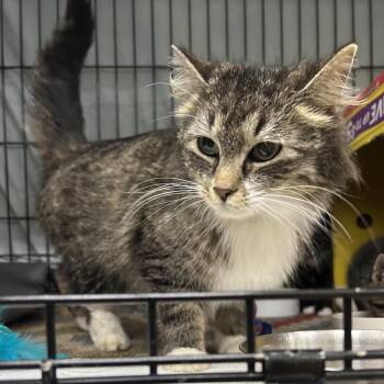 Henna -  Domestic Medium Hair Cat for Adoption in Bismarck, North Dakota - Henna | PetCurious