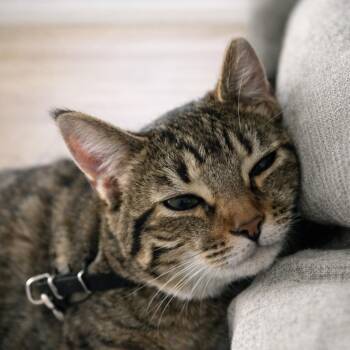 Domestic Short Hair and Tabby Cats Available for Adoption in Liverpool, Texas - Lucy | PetCurious