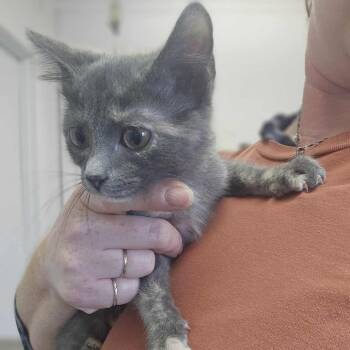 Rescue Domestic Short Hair Cats for Adoption in Eureka, California - Peggy | PetCurious