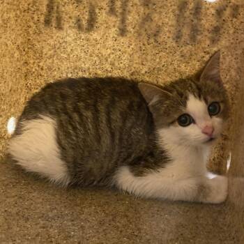 71333 -  Domestic Short Hair Cat for Adoption in Harrisonburg, Virginia - 71333 | PetCurious