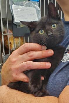 Domestic Short Hair Cats Available for Adoption - Jessie (PA) | PetCurious