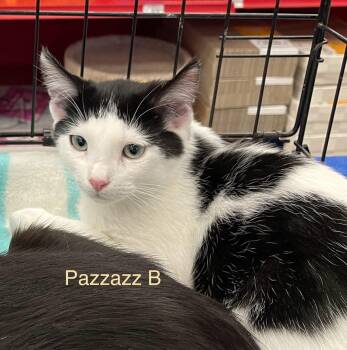 Rescue Domestic Short Hair Cats for Adoption in Sacramento, California - Pazzazz B. | PetCurious