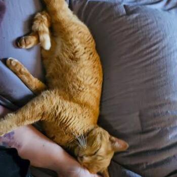 Domestic Short Hair Cats Available for Adoption - Leo | PetCurious