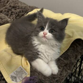 Ambrosia -  Domestic Medium Hair Cat for Adoption in Candler, North Carolina - Ambrosia | PetCurious