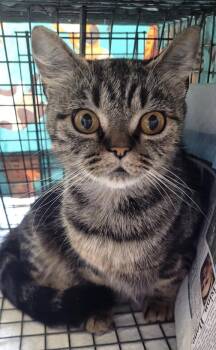 Domestic Short Hair Cats Available for Adoption in Oviedo, Florida - Stella | PetCurious