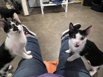 Woogie (BONDED PAIR) -  Domestic Short Hair Cat for Adoption in Bolton, Connecticut - Woogie (BONDED PAIR) | PetCurious