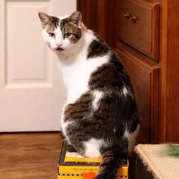 Domestic Short Hair Cats Available for Adoption in Quincy, Ohio - Ratatouille | PetCurious