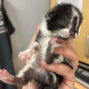 Passionate -  Domestic Medium Hair Cat for Adoption in Chattanooga, Tennessee - Passionate | PetCurious