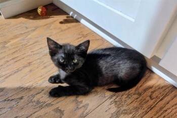 CATRA -  Domestic Short Hair Cat for Adoption in Colorado Springs, Colorado - CATRA | PetCurious