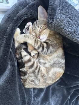 Esmeralda -  Domestic Short Hair and Bengal Cat for Adoption in Pompano Beach, Florida - Esmeralda | PetCurious