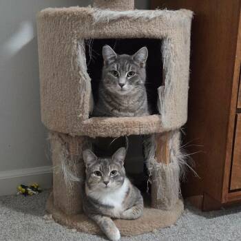 Tabby and Domestic Short Hair Cats Available for Adoption in Gladstone, Oregon - Teddy And Tilly (Bonded Bro/Sis) | PetCurious