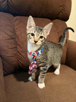Bugs -  Domestic Short Hair Cat for Adoption in Mansfield, Texas - Bugs | PetCurious