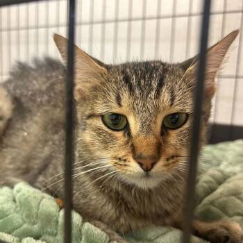 Love-3565 -  Domestic Short Hair Cat for Adoption in Tyler, Texas - Love-3565 | PetCurious
