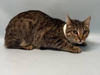 Beerus -  Domestic Short Hair Cat for Adoption in Golden Valley, Minnesota - Beerus | PetCurious