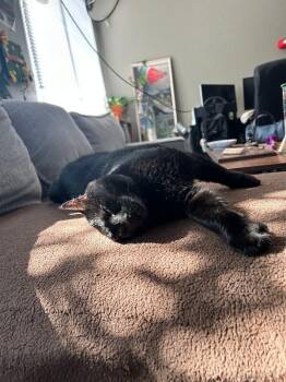 Zuri -  Domestic Short Hair Cat for Adoption in Fort Collins, Colorado - Zuri | PetCurious