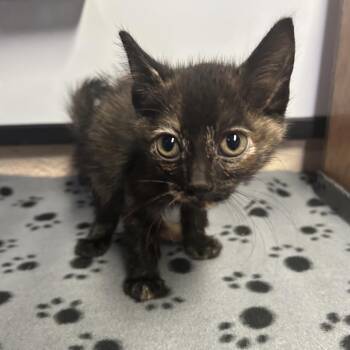 Iridessa* -  Domestic Short Hair Cat for Adoption in San Gabriel, California - Iridessa* | PetCurious