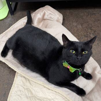 Rescue Domestic Short Hair Cats for Adoption in Spokane, Washington - Mama Clue | PetCurious