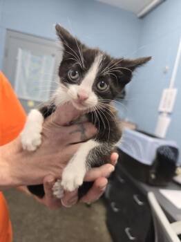 Aldi -  Domestic Short Hair Cat for Adoption in Evansville, Indiana - Aldi | PetCurious