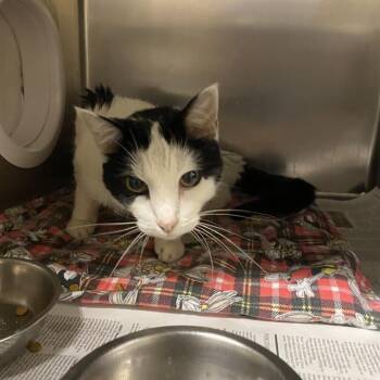 Rescue American Shorthair Cats for Adoption in Modesto, California - CASPER | PetCurious