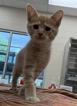 Mikie -  Domestic Short Hair Cat for Adoption in Westland, Michigan - Mikie | PetCurious
