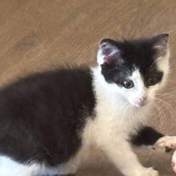 Cricket 2264 -  Domestic Short Hair Cat Available for Adoption in Kansas City, Missouri - Cricket 2264 | PetCurious