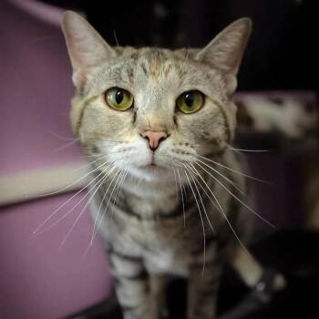 Cleopatra -  Domestic Short Hair Cat for Adoption in Shelbyville, Indiana - Cleopatra | PetCurious