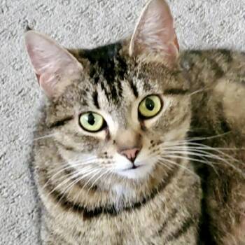 Rescue Tabby Cats for Adoption in Pickerington, Ohio - Lulu | PetCurious