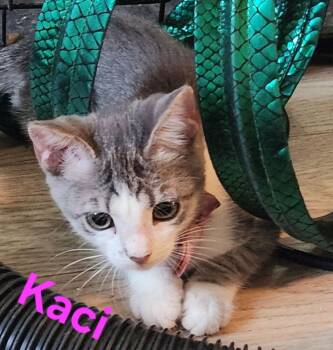 Kaci 0305 -  Domestic Short Hair Cat for Adoption in Dallas, Texas - Kaci 0305 | PetCurious