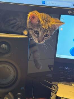 Claire -  Tabby Cat for Adoption in Ottawa, Ontario - Claire | PetCurious