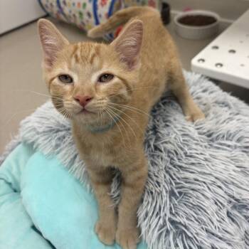 Kernel -  Domestic Short Hair Cat for Adoption in Champaign, Illinois - Kernel | PetCurious