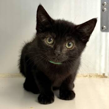 Sentinel (bonded w/ Palisades) -  Domestic Short Hair Cat for Adoption in Oakland, California - Sentinel (bonded W/ Palisades) | PetCurious