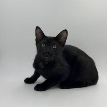 Void -  Domestic Short Hair Cat for Adoption in State College, Pennsylvania - Void | PetCurious