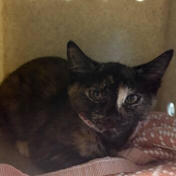 Nori -  Domestic Short Hair Cat for Adoption in Pasadena, California - Nori | PetCurious