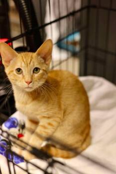Pumpkin -  Domestic Short Hair Cat for Adoption in Duluth, Minnesota - Pumpkin | PetCurious