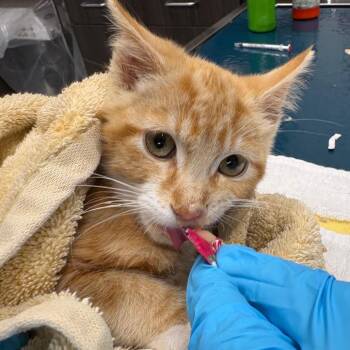 Jason -  Domestic Short Hair Cat for Adoption in Oak Park, Illinois - Jason | PetCurious