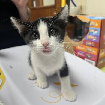 Slytherin -  Domestic Short Hair Cat for Adoption in Kansas City, Kansas - Slytherin | PetCurious