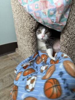 Leo -  Domestic Short Hair Cat for Adoption in Mineral Point, Wisconsin - Leo | PetCurious
