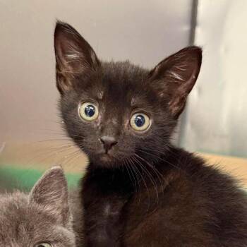 Domestic Short Hair Cats Available for Adoption in Martinsville, Virginia - Ramon | PetCurious