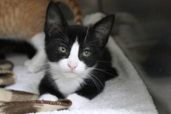 Miles -  Domestic Short Hair Cat for Adoption in Brunswick, Georgia - Miles | PetCurious
