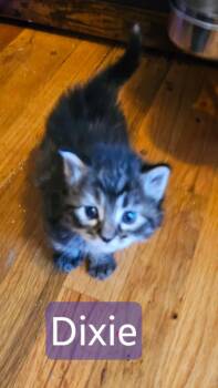 Dixie -  Dilute Tortoiseshell Cat Available for Adoption in Kennewick, Washington - Dixie | PetCurious