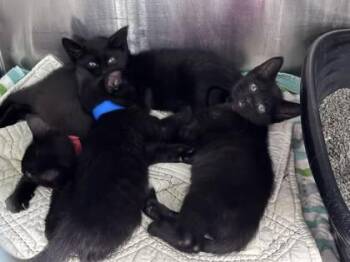 Michael Kors -  Domestic Short Hair Cat for Adoption in Hobart, Indiana - Michael Kors | PetCurious