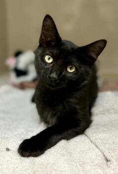 Al -  Domestic Medium Hair Cat for Adoption in Larned, Kansas - Al | PetCurious