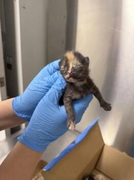 Nancy Wheeler -  Domestic Short Hair Cat for Adoption in Fresno, California - Nancy Wheeler | PetCurious