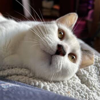 Suki -  Domestic Short Hair Cat Available for Adoption in New York, New York - Suki | PetCurious