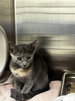 ASHTON -  Domestic Short Hair Cat for Adoption - ASHTON | PetCurious